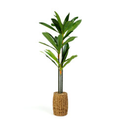 Alternative view of Műnövény dekoráció - Dracaena Fragrans - 1,1-1,2 m